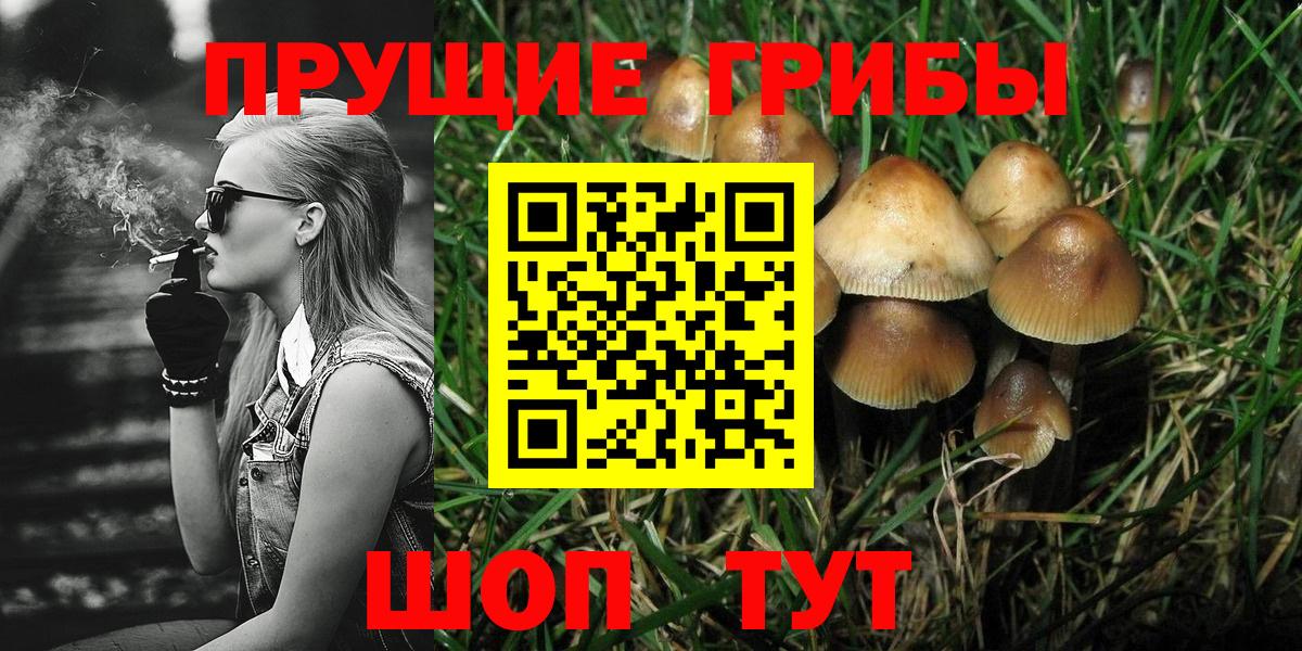 Псилоцибиновые грибы Psilocybe Волгоград